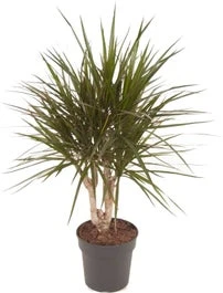Drakenbloedboom (Dracaena Marginata) D 21 H 80 Cm