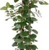Vijgenboom (FicusÂ natalensis 'Trinova') D 27 H 150 Cm -Groene Tuin Winkel 8720196662821 1