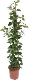 Vijgenboom (FicusÂ natalensis 'Trinova') D 27 H 150 Cm