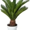 Varenpalm (Cycas Revoluta) D 23 H 75 Cm