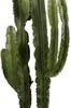 Cowboycactus (Euphorbia Erytrea ) D 40 H 160 Cm 2 Cowboycactus (Euphorbia Erytrea ) D 40 H 160 Cm -Groene Tuin Winkel 8720196663316