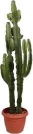 Cowboycactus (Euphorbia Erytrea ) D 40 H 160 Cm