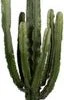 Cowboycactus (Euphorbia Erytrea ) D 50 H 200 Cm 2 Cowboycactus (Euphorbia Erytrea ) D 50 H 200 Cm -Groene Tuin Winkel 8720196663347