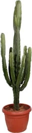 Cowboycactus (Euphorbia Erytrea ) D 50 H 200 Cm