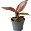 Philodendron (Philodendron 'Red Sun') D 6 H 15 Cm -Groene Tuin Winkel 8720196664955