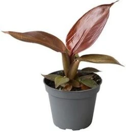 Philodendron (Philodendron 'Red Sun') D 6 H 15 Cm
