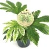 Vingerplant (Fatsia Variegata 'Spider Web') D 12 H 25 Cm -Groene Tuin Winkel 8720196665099