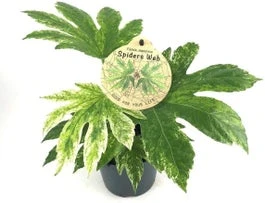 Vingerplant (Fatsia Variegata 'Spider Web') D 12 H 25 Cm 3 Vingerplant (Fatsia Variegata 'Spider Web') D 12 H 25 Cm