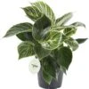 Philodendron (Philodendron 'White Measure') D 14 H 40 Cm 1 Philodendron (Philodendron 'White Measure') D 14 H 40 Cm -Groene Tuin Winkel 8720196665150