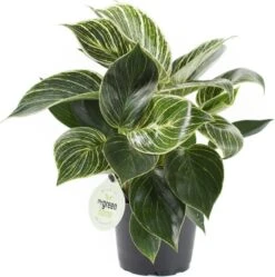 Philodendron (Philodendron 'White Measure') D 14 H 40 Cm