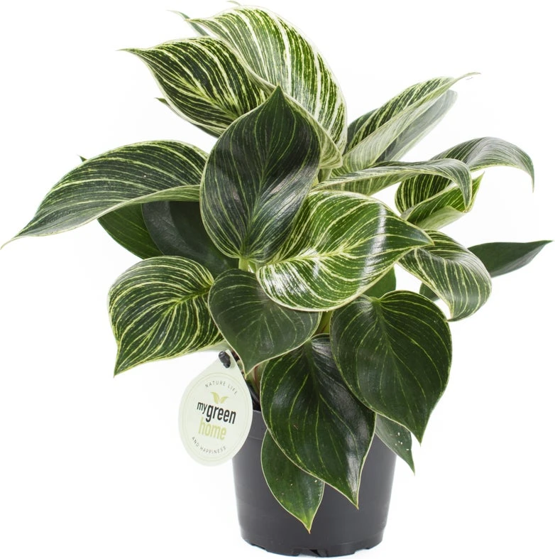 Philodendron (Philodendron 'White Measure') D 14 H 40 Cm 3 Philodendron (Philodendron 'White Measure') D 14 H 40 Cm