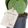 Hartjesplant (Hoya Kerrii) D 9 H 20 Cm 2 Hartjesplant (Hoya Kerrii) D 9 H 20 Cm -Groene Tuin Winkel 8720196665259