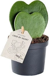 Hartjesplant (Hoya Kerrii) D 9 H 20 Cm