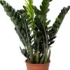 Zamioculcas (Zamioculcas 'Raven') D 21 H 80 Cm