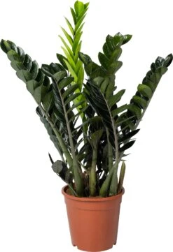 Zamioculcas (Zamioculcas 'Raven') D 21 H 80 Cm