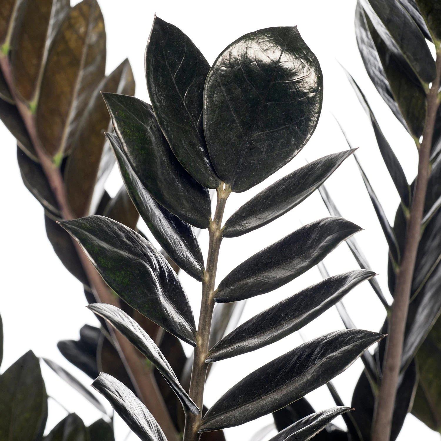 Zamioculcas (Zamioculcas 'Raven') D 21 H 80 Cm 4 Zamioculcas (Zamioculcas 'Raven') D 21 H 80 Cm - Afbeelding 2