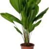 Waaierpalm (Licuala Grandis) D 27 H 130 Cm -Groene Tuin Winkel 8720196673858 0