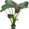 Olifantsoor (Alocasia 'Regal Shields') D 24 H 110 Cm -Groene Tuin Winkel 8720196674312 1