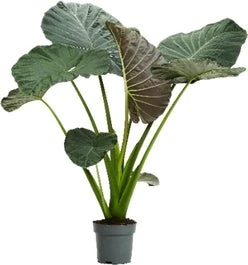Olifantsoor (Alocasia 'Regal Shields') D 24 H 110 Cm