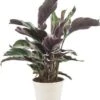 Calathea (Calathea 'Fusion White') D 10,5 H 35 Cm -Groene Tuin Winkel 8720196678709 0