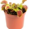 Venusvliegenvanger (Dionaea Muscipula) D 8,5 H 10 Cm -Groene Tuin Winkel 8720196680320