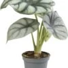Olifantsoor (Alocasia 'Silver Dragon') D 6 H 17;5 Cm -Groene Tuin Winkel 8720196680870