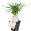 Olifantenpoot (Beaucarnea Recurvata 'Nolina') D 6 H 15 Cm 2 Olifantenpoot (Beaucarnea Recurvata 'Nolina') D 6 H 15 Cm -Groene Tuin Winkel 8720196683017