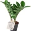 Dwerg Zamioculcas (Zamioculcas Zamiifolia 'Zenzi') D 6 H 18 Cm -Groene Tuin Winkel 8720196683086