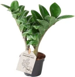 Dwerg Zamioculcas (Zamioculcas Zamiifolia 'Zenzi') D 6 H 18 Cm 3 Dwerg Zamioculcas (Zamioculcas Zamiifolia 'Zenzi') D 6 H 18 Cm