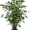 Vissenstaartpalm (Caryota Mitis) D 24 H 130 Cm -Groene Tuin Winkel 8720196684878