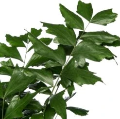 Vissenstaartpalm (Caryota Mitis) D 24 H 130 Cm -Groene Tuin Winkel 8720196684878 2