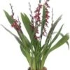 Cambria-orchidee (Cambria 'Barocco') D 12 H 50 Cm -Groene Tuin Winkel 8720196685028 0
