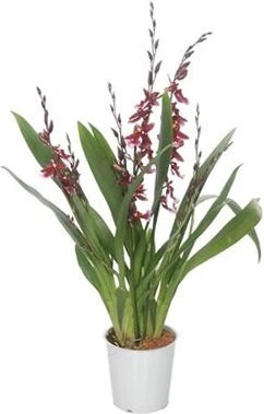 Cambria-orchidee (Cambria 'Barocco') D 12 H 50 Cm