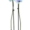 Vlinderorchidee 2 Tak (Phalaenopsis Multiflora 'Royal Lagoon') D 12 H 55 Cm -Groene Tuin Winkel 8720196691968