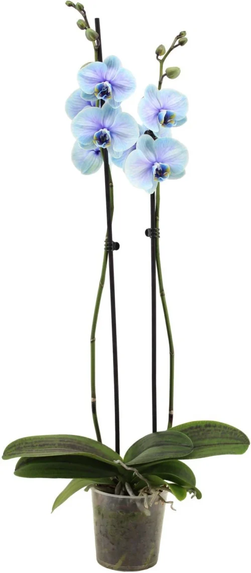 Vlinderorchidee 2 Tak (Phalaenopsis Multiflora 'Royal Lagoon') D 12 H 55 Cm