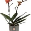 Vlinderorchidee 2 Tak (Phalaenopsis Multiflora) Oranje D 12 H 50 Cm -Groene Tuin Winkel 8720196695652