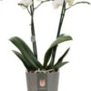 Vlinderorchidee 2 Tak (Phalaenopsis Multiflora) Wit D 12 H 50 Cm -Groene Tuin Winkel 8720196695676