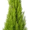 Kamercipres (Cupressus Macrocarpa 'Goldcrest Wilma') D 24 H 150 Cm -Groene Tuin Winkel 8720196696796