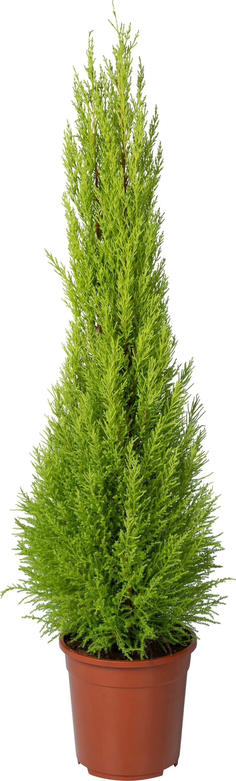 Kamercipres (Cupressus Macrocarpa 'Goldcrest Wilma') D 24 H 150 Cm 3 Kamercipres (Cupressus Macrocarpa 'Goldcrest Wilma') D 24 H 150 Cm