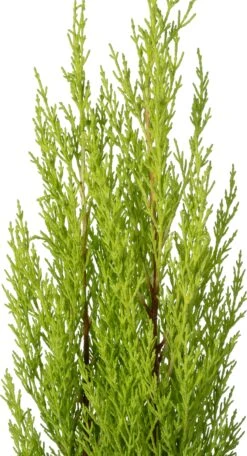 Kamercipres (Cupressus Macrocarpa 'Goldcrest Wilma') D 24 H 150 Cm 5 Kamercipres (Cupressus Macrocarpa 'Goldcrest Wilma') D 24 H 150 Cm -Groene Tuin Winkel 8720196696796 2