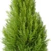 Kamercipres (Cupressus Macrocarpa 'Goldcrest Wilma') D 24 H 95 Cm 1 Kamercipres (Cupressus Macrocarpa 'Goldcrest Wilma') D 24 H 95 Cm -Groene Tuin Winkel 8720196696802