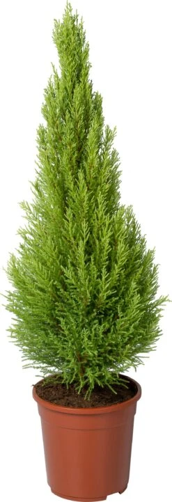 Kamercipres (Cupressus Macrocarpa 'Goldcrest Wilma') D 24 H 95 Cm