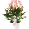 Flamingoplant (Anthurium 'Lilli') D 14 H 45 Cm 1 Flamingoplant (Anthurium 'Lilli') D 14 H 45 Cm -Groene Tuin Winkel 8720196698431