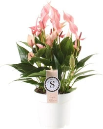 Flamingoplant (Anthurium 'Lilli') D 14 H 45 Cm