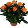 Potroos (Rosa 'Roma Dolc'Amore') Oranje D 14 H 32 Cm