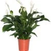 Lepelplant (Spathiphyllum 'Sweet Lauretta') D 21 H 100 Cm -Groene Tuin Winkel 8720196706990