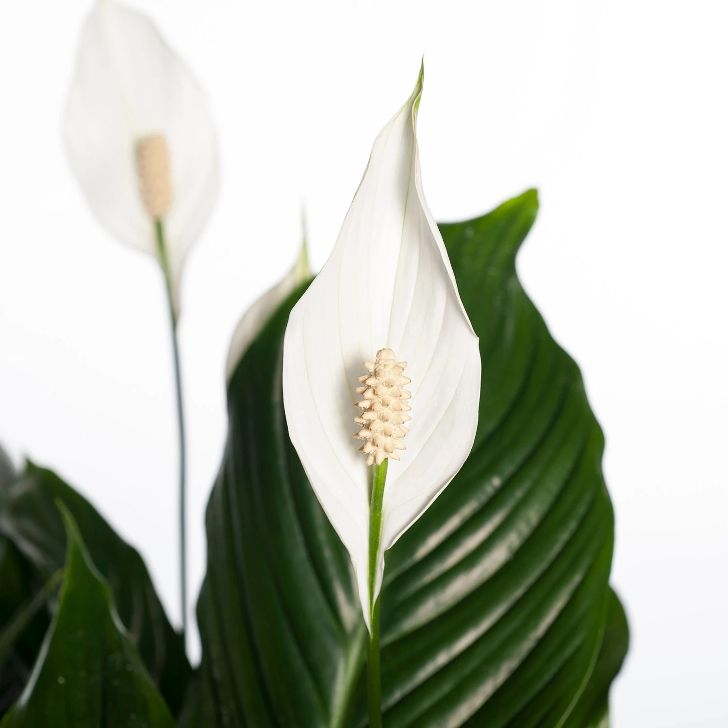 Lepelplant (Spathiphyllum 'Sweet Lauretta') D 21 H 100 Cm 4 Lepelplant (Spathiphyllum 'Sweet Lauretta') D 21 H 100 Cm - Afbeelding 2
