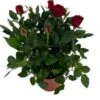 Potroos (Rosa 'Roma Dolc'Amore') Rood D 14 H 32 Cm -Groene Tuin Winkel 8720196710904