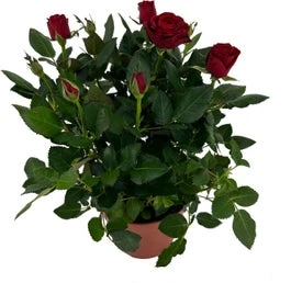 Potroos (Rosa 'Roma Dolc'Amore') Rood D 14 H 32 Cm 3 Potroos (Rosa 'Roma Dolc'Amore') Rood D 14 H 32 Cm