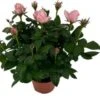 Potroos (Rosa 'Roma Dolc'Amore') Roze D 14 H 32 Cm 2 Potroos (Rosa 'Roma Dolc'Amore') Roze D 14 H 32 Cm -Groene Tuin Winkel 8720196710928